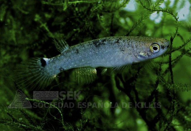 Anablepsoides ornatus GR-10 Caserio San Jose Belen Peru - Jose Vidarte 