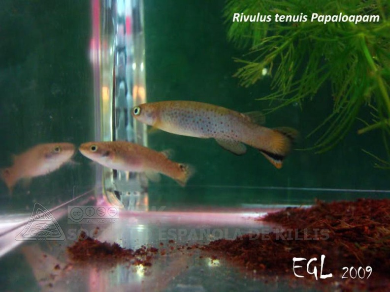 Cynodonichthys tenuis Papaloapam - Eduardo Garcia Lastra