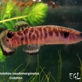 Kryptolebias caudomarginatus Cubatao - Eduardo Garcia Lastra