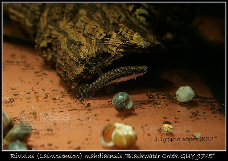 Laimosemion_mahdiaensis_Blackwater_Creek_GUY_97-5_-_Jose_Ignacio_Lopez.jpg