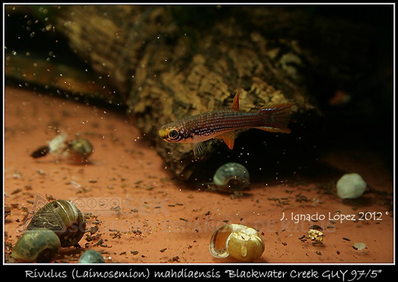 Laimosemion_mahdiaensis_Blackwater_Creek_GUY_97-5_-_Jose_Ignacio_Lopez_.jpg