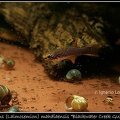Laimosemion mahdiaensis Blackwater Creek GUY 97-5 - Jose Ignacio Lopez 