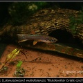 Laimosemion mahdiaensis Blackwater Creek GUY 97-5 - Jose Ignacio Lopez  