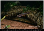 Laimosemion mahdiaensis Blackwater Creek GUY 97-5 - Jose Ignacio Lopez   