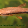 Laimosemion xiphidius Crique Blanche GLM 98-3 - Luciano Perez 