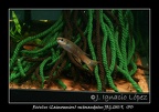 Rivulus Laimosemion Rectocaudatus JRG 2011 9 - Jose Ignacio Lopez