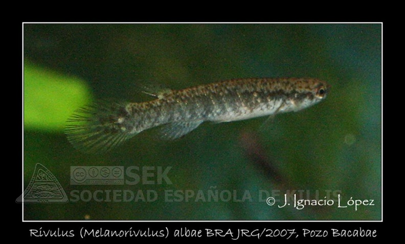 Rivulus Melanorivulus Albae BRAJRG 2007 Pozo Bacabae - Jose Ignacio Lopez
