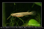 Rivulus Melanorivulus Albae BRAJRG 2007 Pozo Bacabae - Jose Ignacio Lopez 