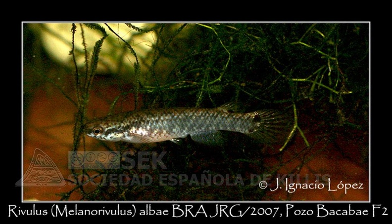 Rivulus Melanorivulus Albae BRAJRG 2007 Pozo Bacabae - Jose Ignacio Lopez  