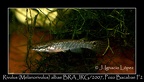 Rivulus Melanorivulus Albae BRAJRG 2007 Pozo Bacabae - Jose Ignacio Lopez  