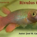 Rivulus Tomasi - Jose Maria Garcia Poves