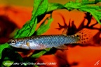 Rivulus albae JRG 07-Pozo Bacabae BRA - Jose Vidarte   