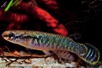 Rivulus albae JRG 07-Pozo Bacabae BRA - Jose Vidarte     