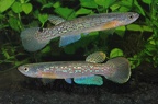 Rivulus sp. SUR - Frans Vermeulen