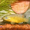 Aphanius Apodus - Joaquin Hernandez