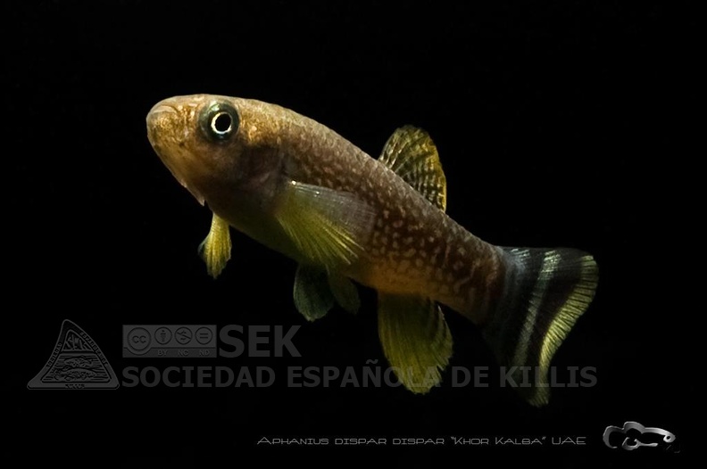 Aphanius Dispar Dispar Khor Kalba UAE - Santiago Barandica 