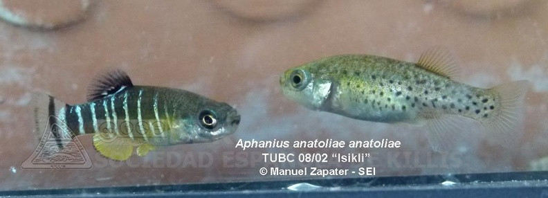 Aphanius anatoliae anatoliae TUBC 08-02 Isikli - Manuel Zapater