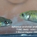 Aphanius anatoliae anatoliae TUBC 08-02 Isikli - Manuel Zapater