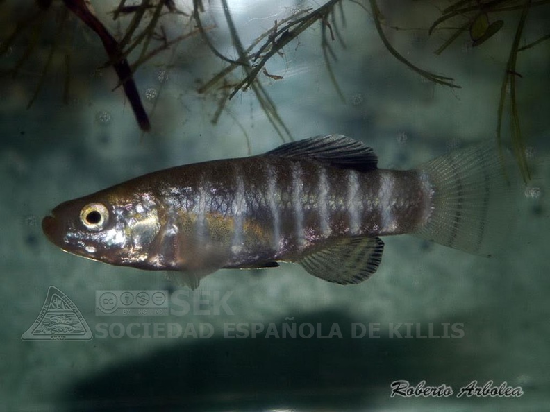 Aphanius danfordii Soysalli Turquia - Roberto Arbolea