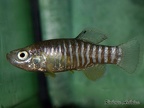 Aphanius persicus Lago Maharlu Iran - Roberto Arbolea