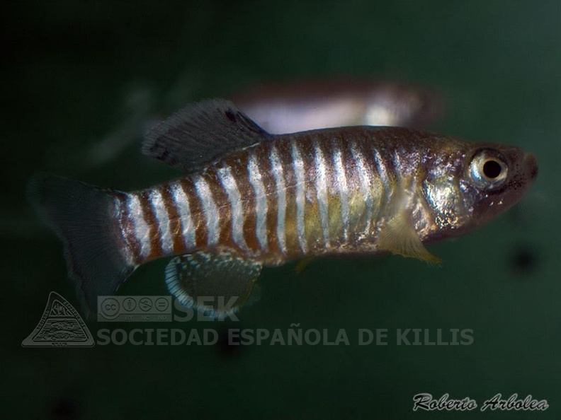 Aphanius_persicus_Lago_Maharlu_Iran_-_Roberto_Arbolea_.jpg