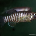 Aphanius persicus Lago Maharlu Iran - Roberto Arbolea 