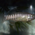 Aphanius persicus Lago Maharlu Iran - Roberto Arbolea  