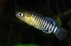 Aphanius vladikovi - Luis Garcia Braga 