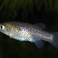 Aphanius vladykovi - Luis Gracia Braga