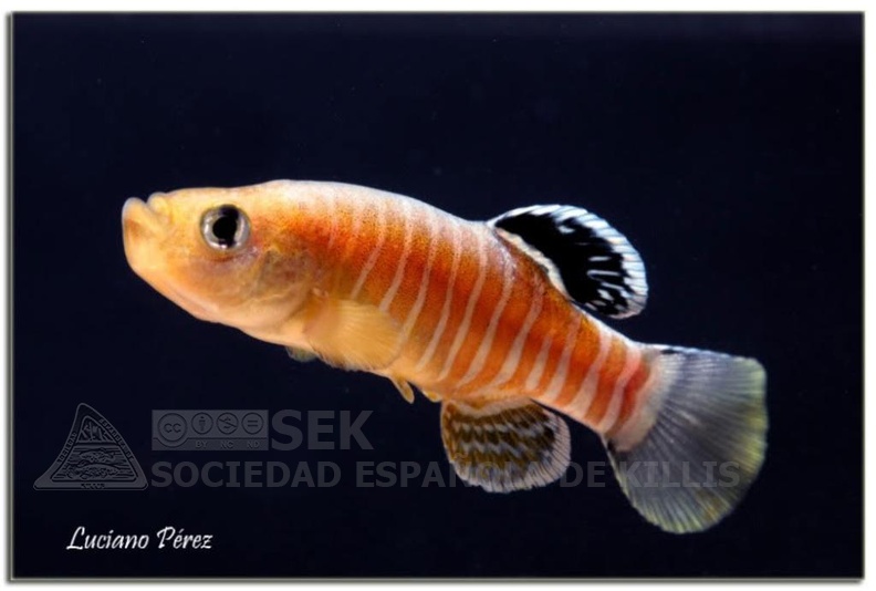 Aphanius_vladykovi_Boldaji_Iran_-_Luciano_Perez.jpg