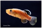 Aphanius vladykovi Boldaji Iran - Luciano Perez