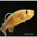 Aphanius vladykovi Boldaji Iran - Luciano Perez 