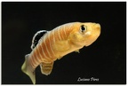 Aphanius vladykovi Boldaji Iran - Luciano Perez 