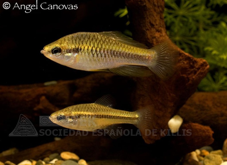 Chriopeoides_pengelleyi_-_Angel_Canovas.jpg