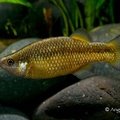 Crenichthys bailey bailey - Angel Canovas