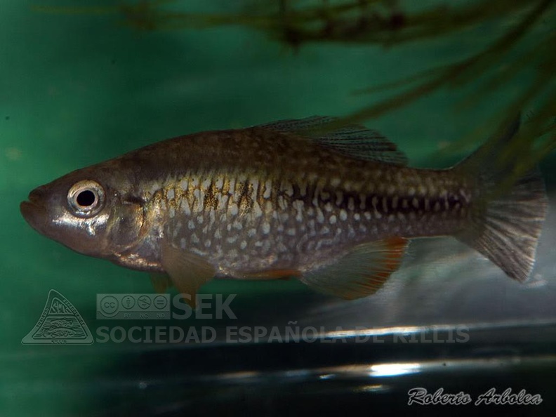 Cualac tessellatus Laguna de la Media Luna Mejico - Roberto Arbolea