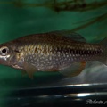 Cualac tessellatus Laguna de la Media Luna Mejico - Roberto Arbolea