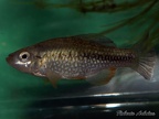 Cualac tessellatus Laguna de la Media Luna Mejico - Roberto Arbolea