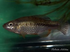 Cualac tessellatus Laguna de la Media Luna Mejico - Roberto Arbolea