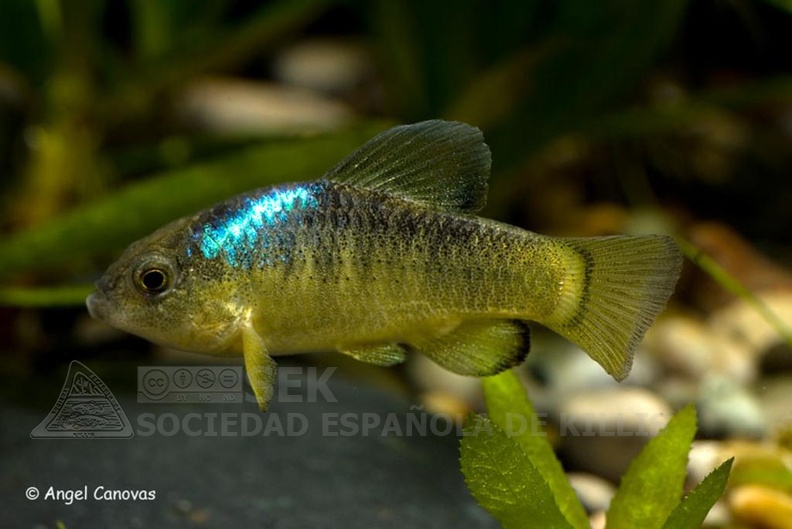 Cyprinodon verecundus Lago Chinchacanab - Angel Canovas