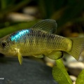 Cyprinodon verecundus Lago Chinchacanab - Angel Canovas