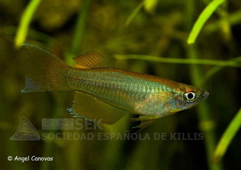 Procatopus_nototaenia_-_Angel_Canovas.jpg