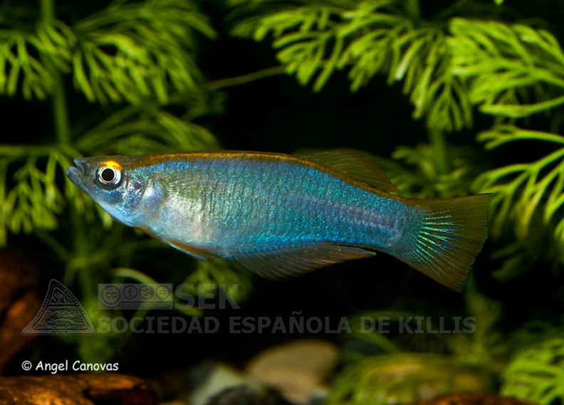 Procatopus_similis_Muyuca_-_Angel_Canovas.jpg