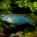 Procatopus_similis_Muyuca_-_Angel_Canovas.jpg