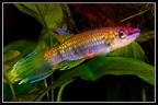 Epiplatys fasciolatus conakry - José Vidarte García Laso