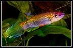 Epiplatys fasciolatus conakry - José Vidarte García Laso