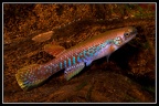 Rivulus geayi “JRG 07/ Crique Boulanger” French Guyane - José Vidarte García Laso