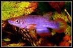 Epiplatys lamottei “DDR Stamm” - José Vidarte García Laso