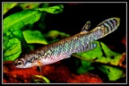 Rivulus albae BRA JRG/2007 Pozo Bacabae - José Vidarte García Laso