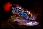 Nothobranchius patrizii K96-23 Msumalini Creek - José Vidarte García Laso